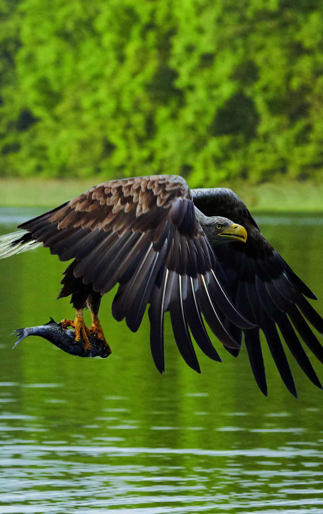 Schräg Bild_Adler-min